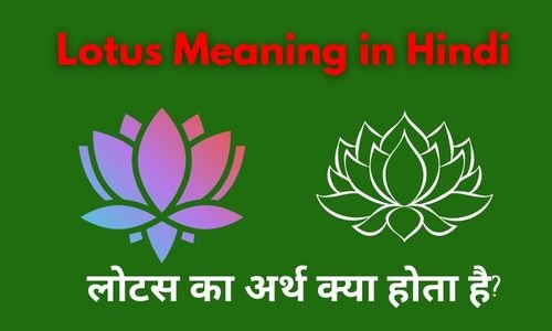 Lotus Meaning in Hindi