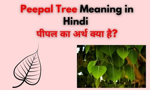 Peepal Tree Meaning in Hindi 