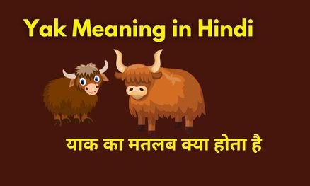 Yak Meaning in Hindi